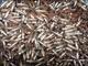 .224 223 5.56 55gr Hornady fmj bullets per 500 fmjBT