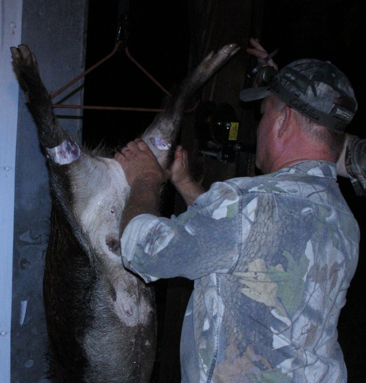 Feral hog thesis 08 image