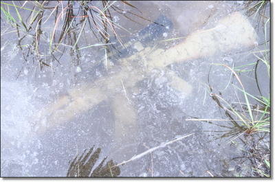 Underwater AK-47 - The Zastava PAP from Century Arms Underwater AK-47 - The Zastava PAP from Century Arms