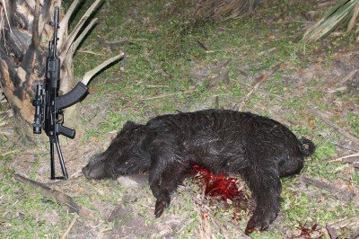 This boar weighed in under 200 pounds, but was easily the largest pig I saw on the hunt.    