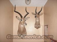 African Bushbuck Trophy Head Mount  Taxidermy Hides/Mounts, etc.