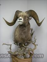 B&C Rocky Mountain Bighorn Ram  Taxidermy Hides/Mounts, etc.