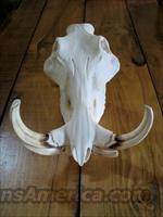 Warthog skull  Taxidermy Hides/Mounts, etc.