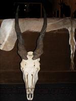 African eland bull skull & horns, cleaned  Taxidermy Hides/Mounts, etc.