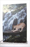 Terry Isaac "The Sharpening Place" Cougar  Artwork