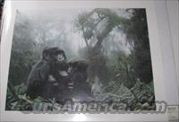 Terry Isaac "Refuge" Gorillas  Artwork