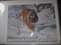 Isaac, "Tyger Tyger" artist proof  Artwork