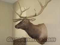 Elk Mount 400+ B&C  Taxidermy Hides/Mounts, etc.