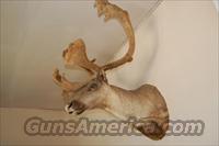 Trophy Caribou Head  Taxidermy Hides/Mounts, etc.