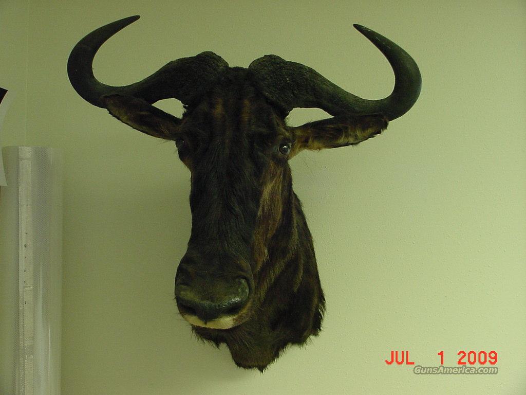 Wildebeest Trophy Mount for sale at 924950462