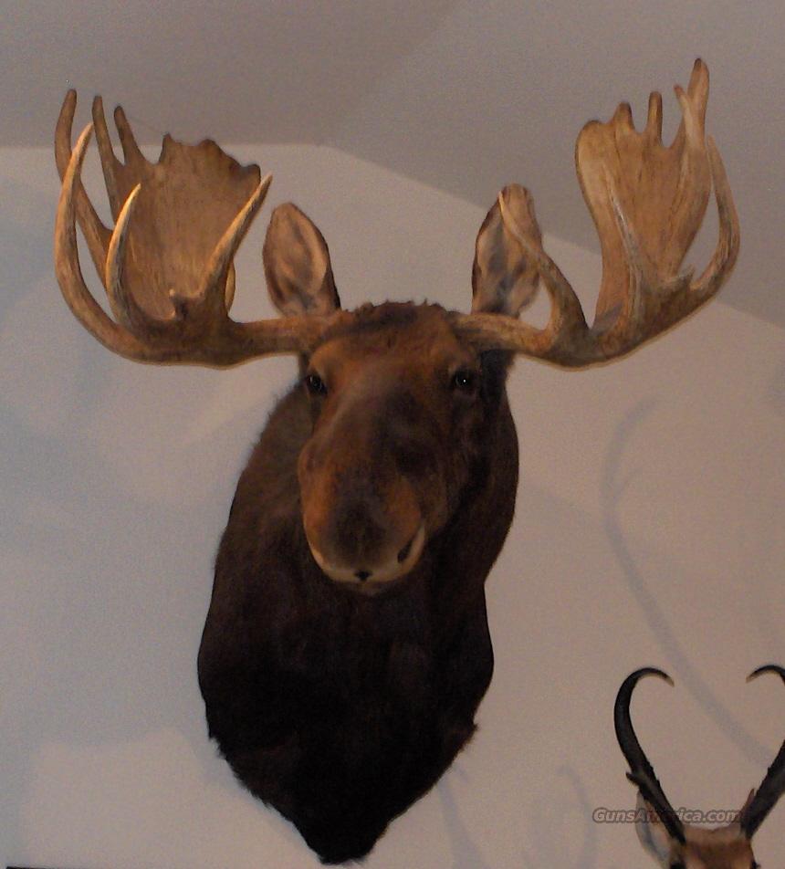 Moose Head for sale at 982159234
