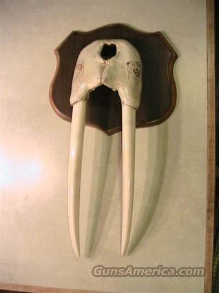 Walrus Skull for sale w/ Ivory Tusk... for sale at Gunsamerica.com