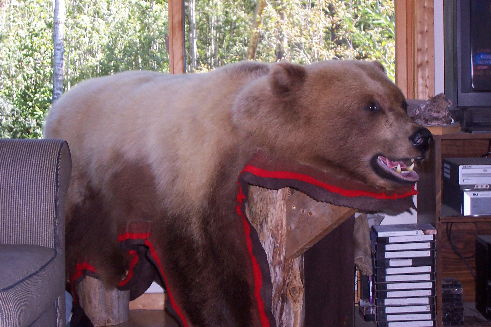 Grizzly Bear Rug for sale at 907137334