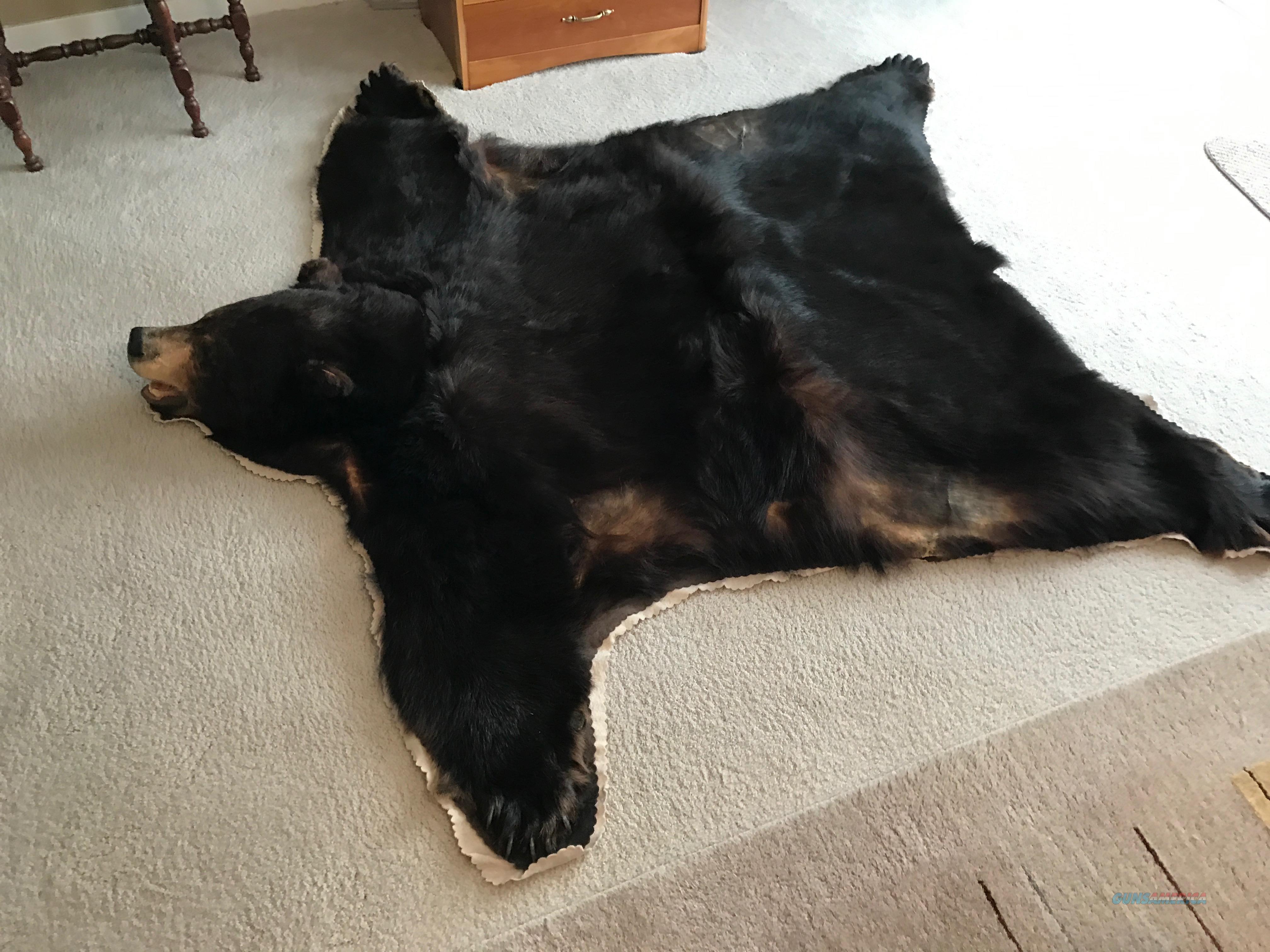 Large male black bear rug for sale at 956412513