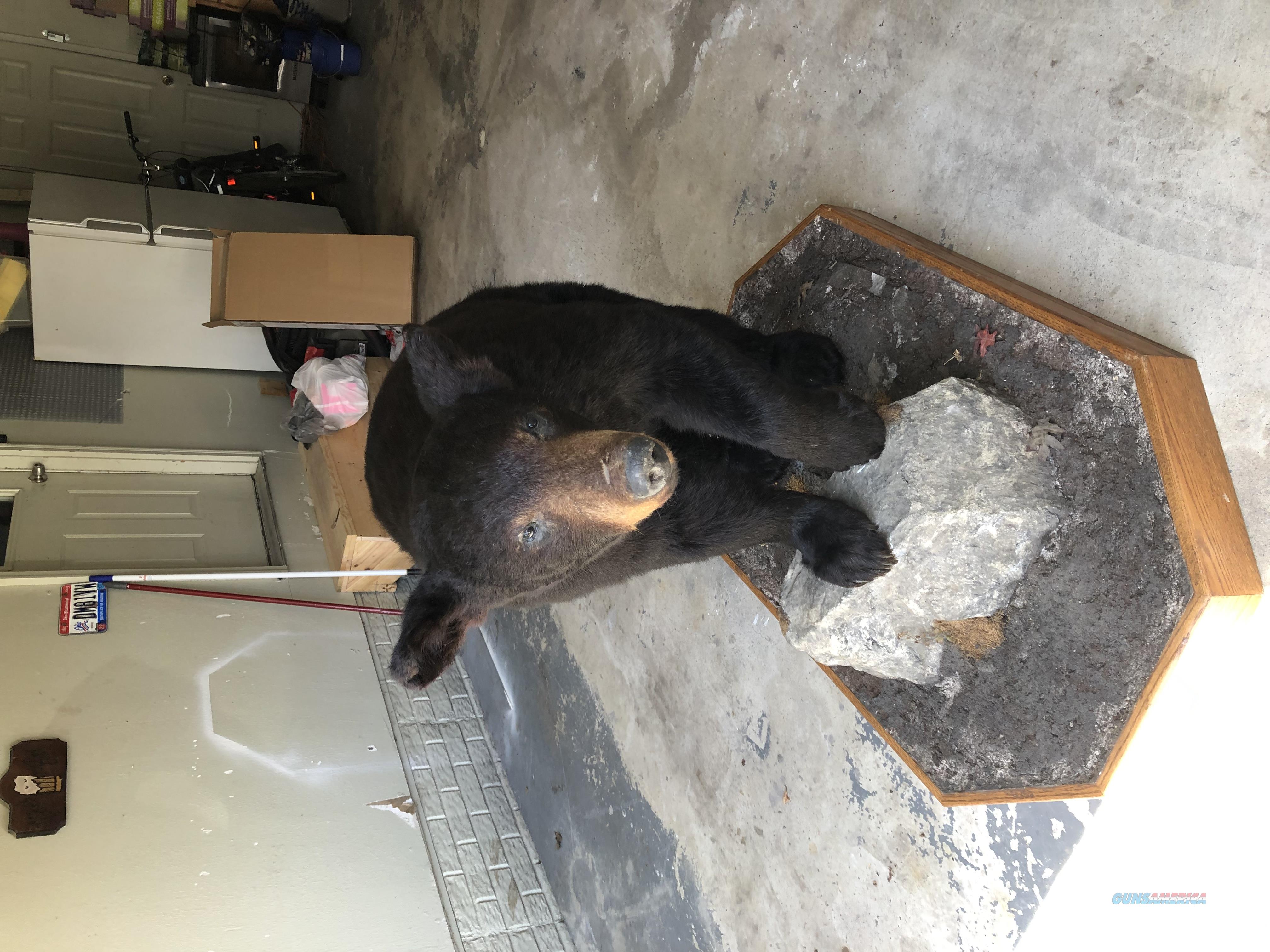 Black Bear Full Mount for sale at Gunsamerica.com: 939664376