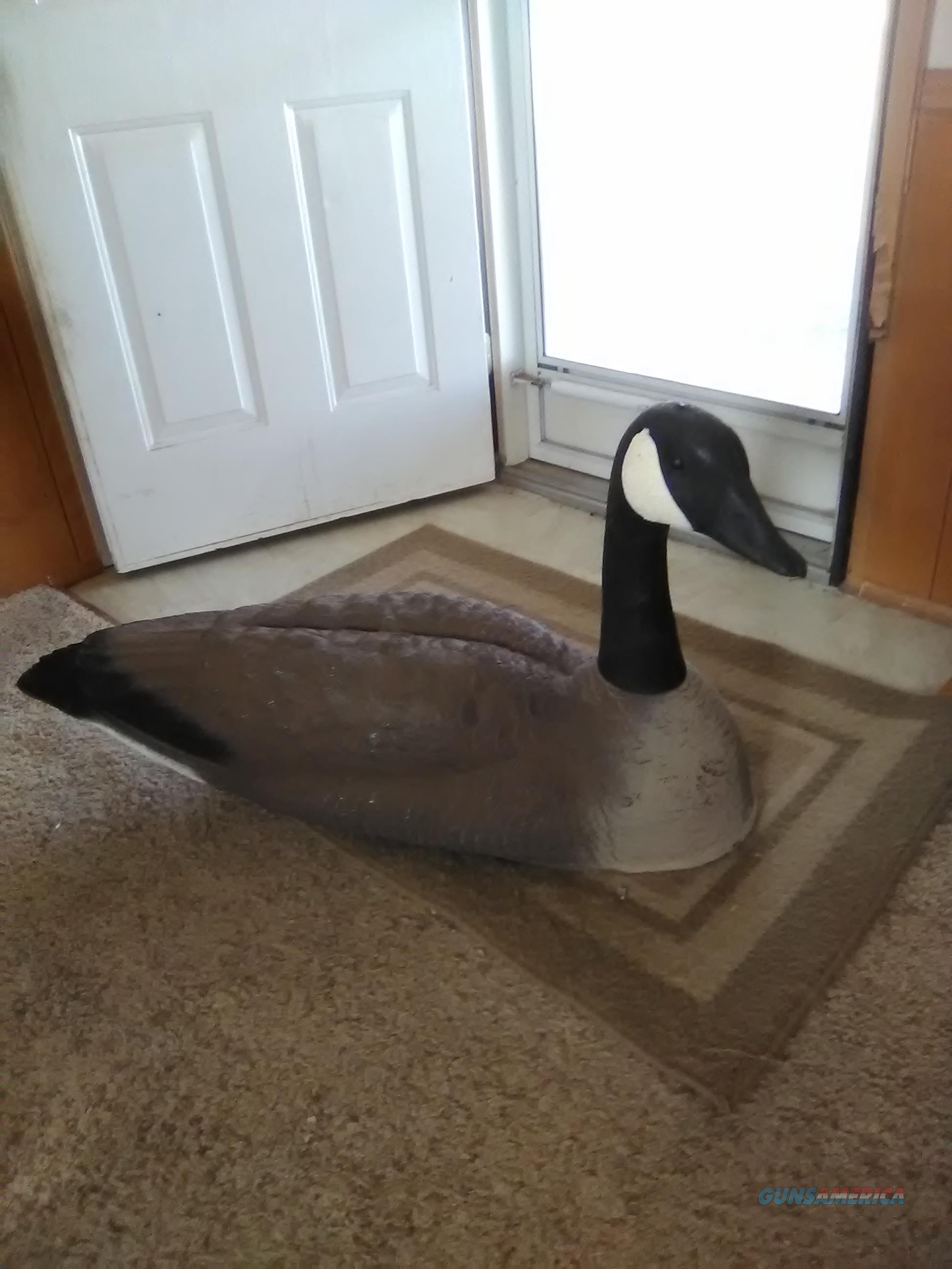 (18) Canadian Goose Decoys for sale at 908645173