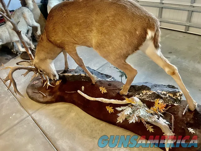 Full bodied whitetail deer mount