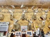 33-- Trophy Deer, Elk and Wolf Mounts  Price Reduced!!!!!!!