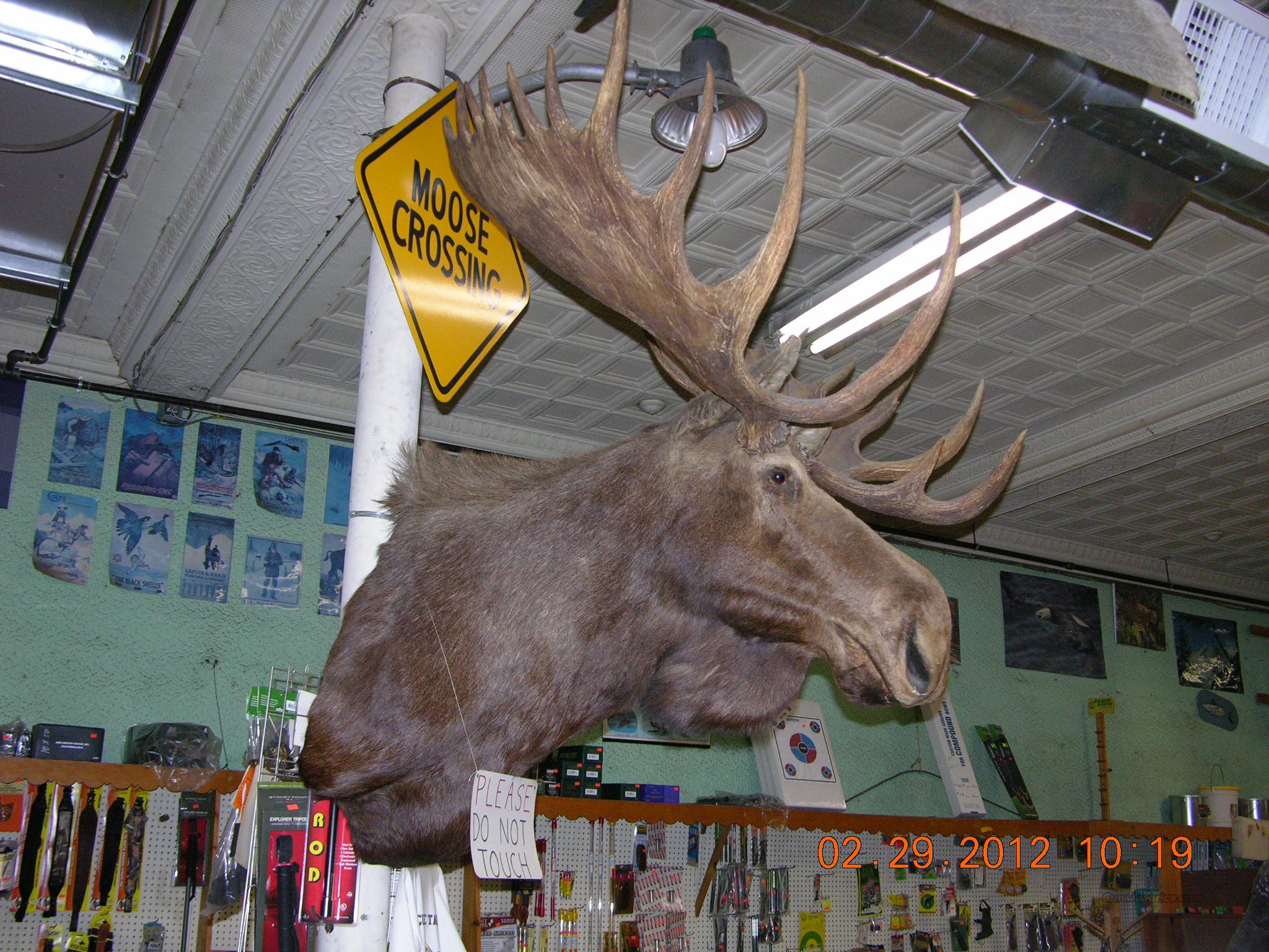 Yukon Moosehead Recordbook size.M... for sale at