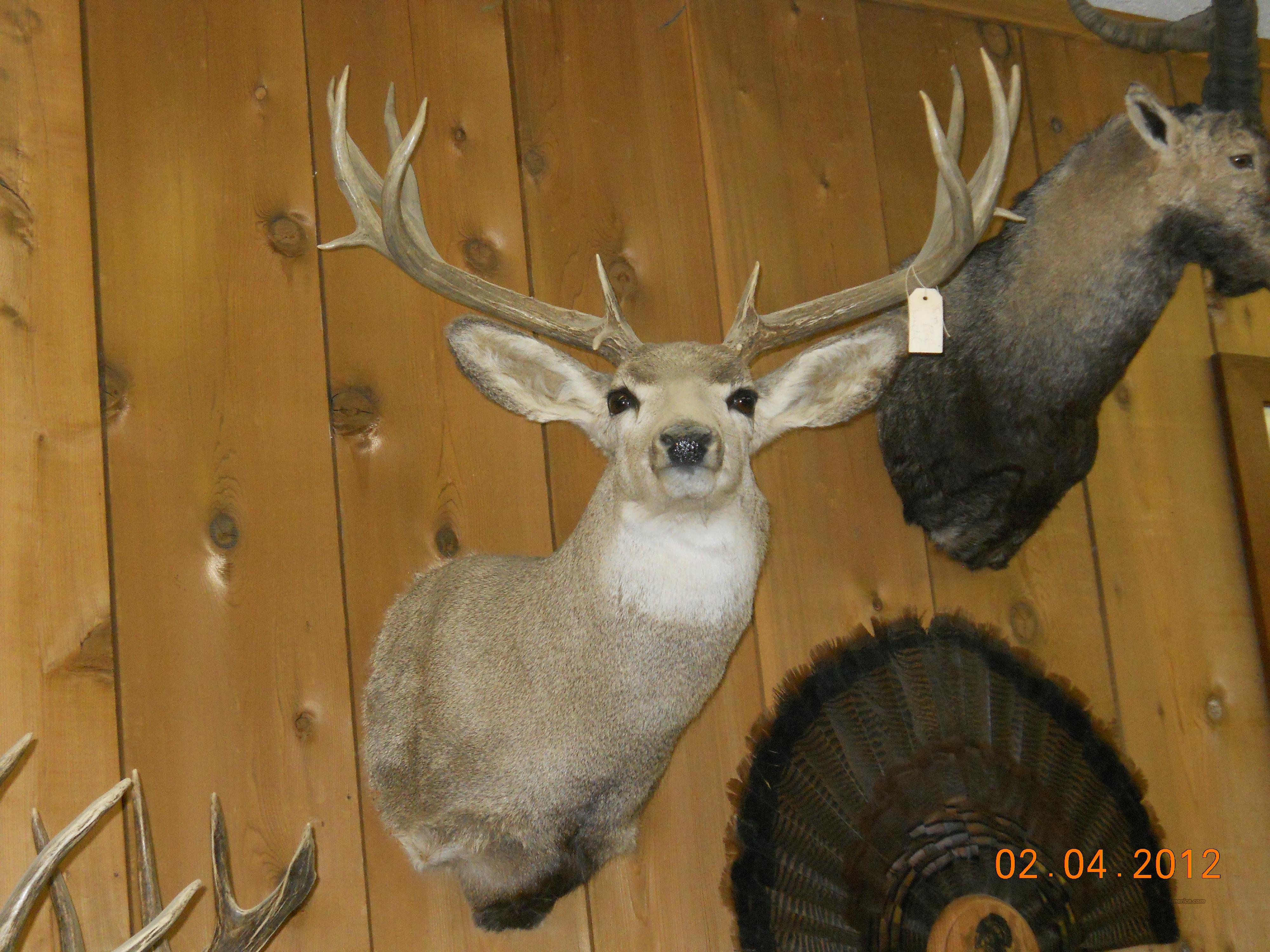 MULE DEER MOUNT 30+ INCH RACK!! for sale at 955693531