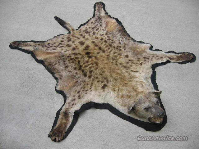 Hyena Skin rug-NEW PRICE! for sale at Gunsamerica.com: 970426514