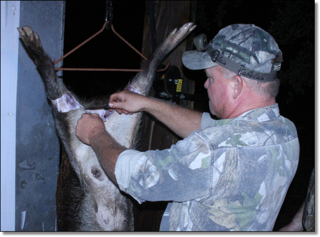 Feral hog thesis 07 picture