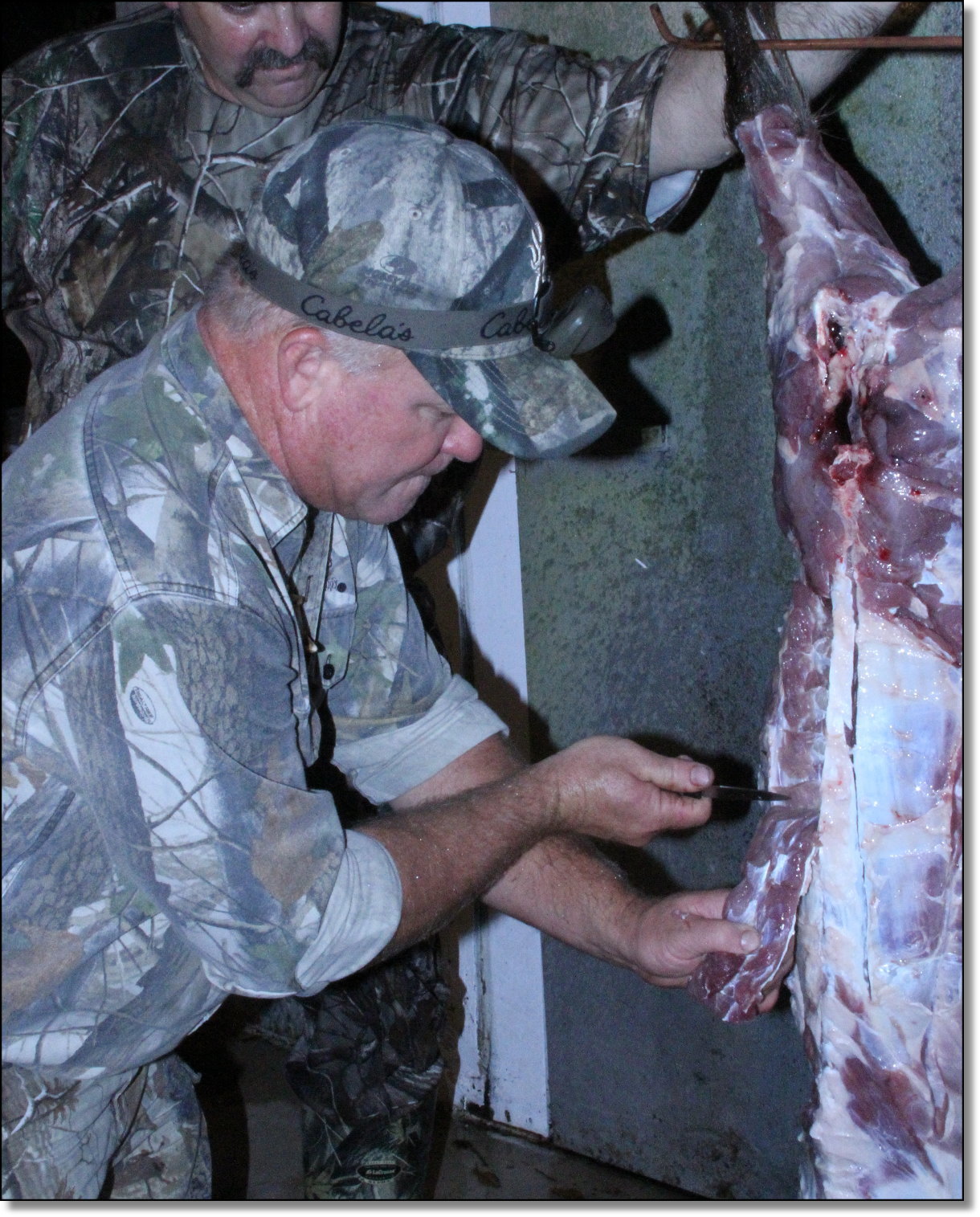 Razorback pig picture