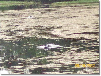 Gator Season is Here! - Alligator Hunting in Florida 101