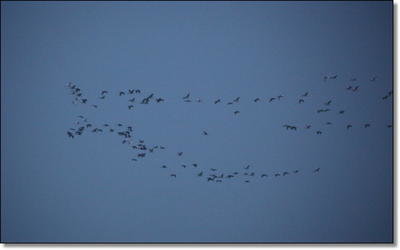 Duck Hunting in September Duck Hunting in September
