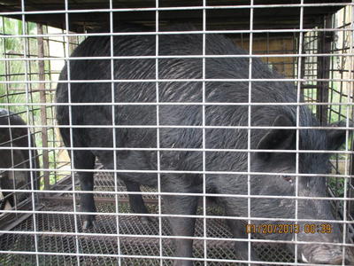 Mossberg Silver Reserve II Over/Under Shotgun—New Gun Review Mossberg Silver Reserve II Over/Under Shotgun—New Gun Review