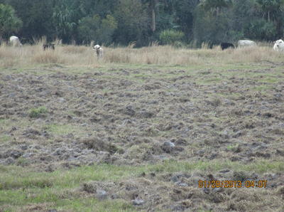 Mossberg Silver Reserve II Over/Under Shotgun—New Gun Review Mossberg Silver Reserve II Over/Under Shotgun—New Gun Review