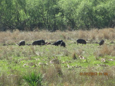 Mossberg Silver Reserve II Over/Under Shotgun—New Gun Review Mossberg Silver Reserve II Over/Under Shotgun—New Gun Review