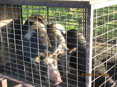 Mossberg Silver Reserve II Over/Under Shotgun—New Gun Review Mossberg Silver Reserve II Over/Under Shotgun—New Gun Review