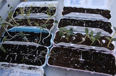 I actually ruined my seedlings because the MySeedCellar seeds germinated quicker than I had anticipated, and the little plants grew too fast looking for light while trapped inside the egg boxes.