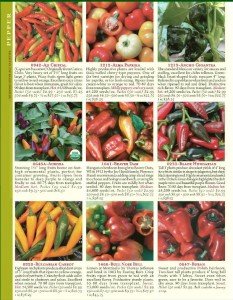 Seedsavers now also sells its own seeds with hundreds of varieties, at small and large quantities. 
