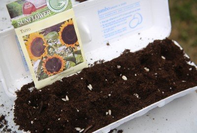 The Seed Savers in-house packets are small like the big box store packets. 