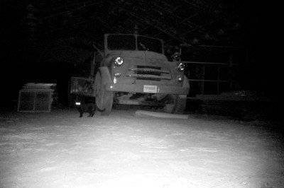 StealthCam--See What You're Missing stealth cam