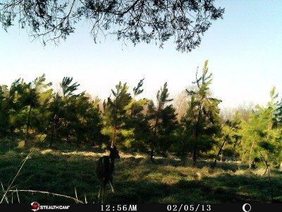StealthCam--See What You're Missing stealth cam