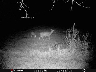 StealthCam--See What You're Missing stealth cam