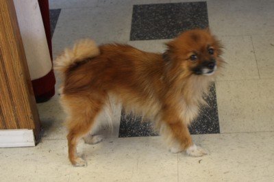 Guncrafter Industries 9mm CCO--Review The shop is guarded by a vicious dog.