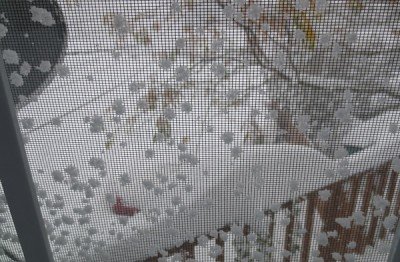 The view from my elevated deck, which over looks a small parking lot.  Believe it or not, there are cars down there.  