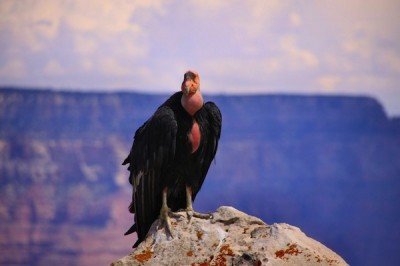 The California condor.  According to the updated Fish and Wildlife report condors are still be exposed to lead despite the ammo ban.  The report said,  “[T]here are other sources of lead in the environment that condors may be accessing, including five individual condors apparently ingesting chips of lead-based paint in a fire tower (since remediated)."