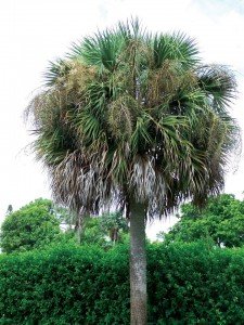 But the sabal palm, otherwise known as the "cabbage palm," is all over the place. Who knew you could cut it down and eat the heart of it, in the supermarket called "hearts of palm." 