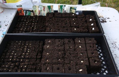 These are the soil blocks with seeds in them before covering with a little more soil.  Most seeds are safe to sow at twice their thickness deep, but some seeds like light, heat, cold etc. Get the New Seed Starters Handbook as a reference.