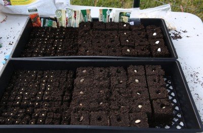 These are the soil blocks with seeds in them before covering with a little more soil.  Most seeds are safe to sow at twice their thickness deep, but some seeds like light, heat, cold etc. Get the New Seed Starters Handbook as a reference.