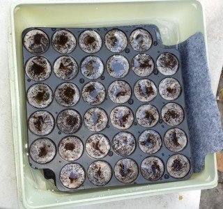 If you start with the round plugs, soak them first, and don't use too much water once the seeds are in, or they will rot. 