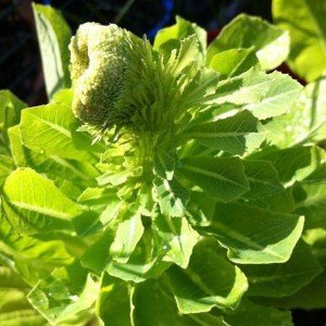 Lettuce is very difficult to screw up. You just leave them in the garden and let them bolt to seed.  