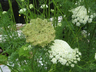 I suggest that you begin gardening, even if you fail. Believe it or not, these are carrot flowers! Carrots have to be "vernalized" over winter and the flowers come up in the second year. Notice how much they look like Queen Anne's Lace, which carrots will cross with. 