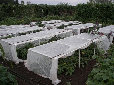 Some vegetables can pollinate themselves, but they also can be cross pollinated by insects. These are pepper isolation cages. You alternate opening the sides every day so that the varieties aren't crossed by insects jumping from plant to plant. 