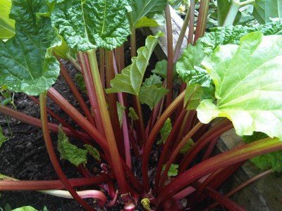 Some plants aren't generally grown from seeds like rhubarb, which is a perennial even in the coldest climes.  Most people use vegetative propagation for asparagus  and of course potatoes and sweet potatoes. 